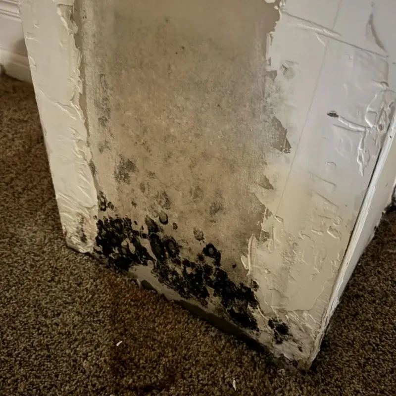 Professional Mold Removal in White Oak, PA
